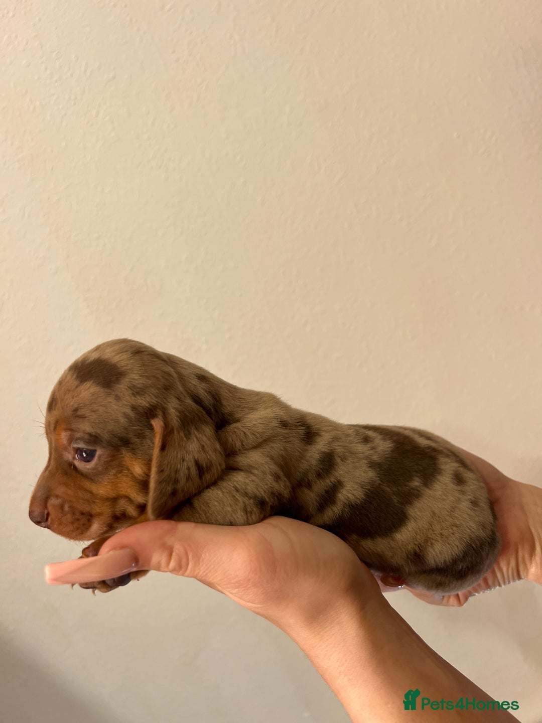 Miniature Dachshund dogs for sale: gorgeous dachshund puppy 🐶🐾 - Image 9