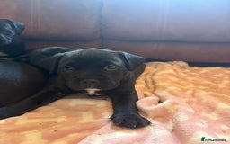 Mixed Breed dogs for sale: Bullador puppies  - Image 13