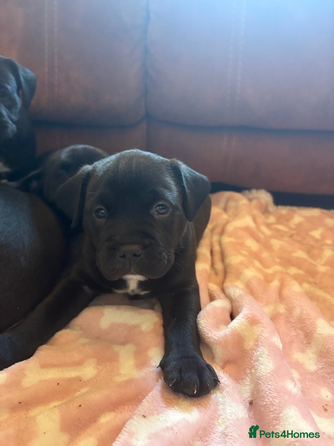 Mixed Breed dogs for sale: Bullador puppies  - Image 13