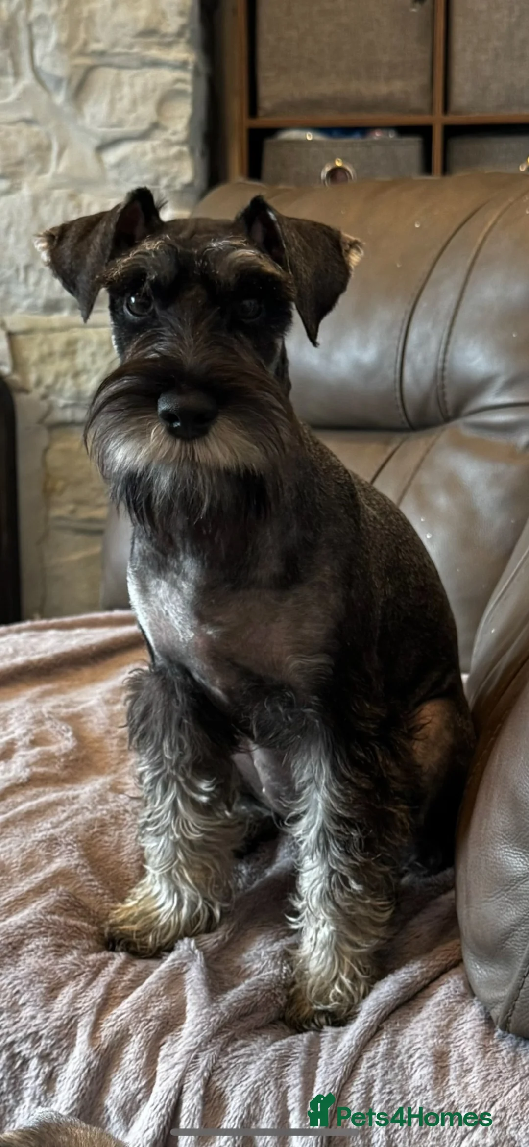 Miniature Schnauzer dogs for sale: Miniature schnauzer puppies  - Advert 30