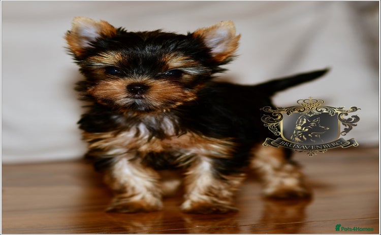Yorkshire Terrier dogs - Advert 1