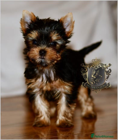 Yorkshire Terrier dogs - Advert 1