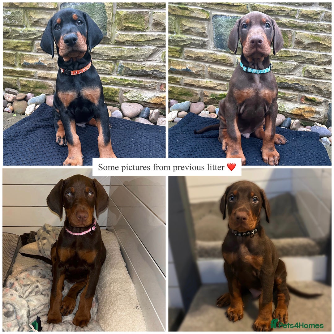 Dobermann dogs for sale: 🩶 Top quality KC registered Doberman puppies! 🩶 - Advert 13