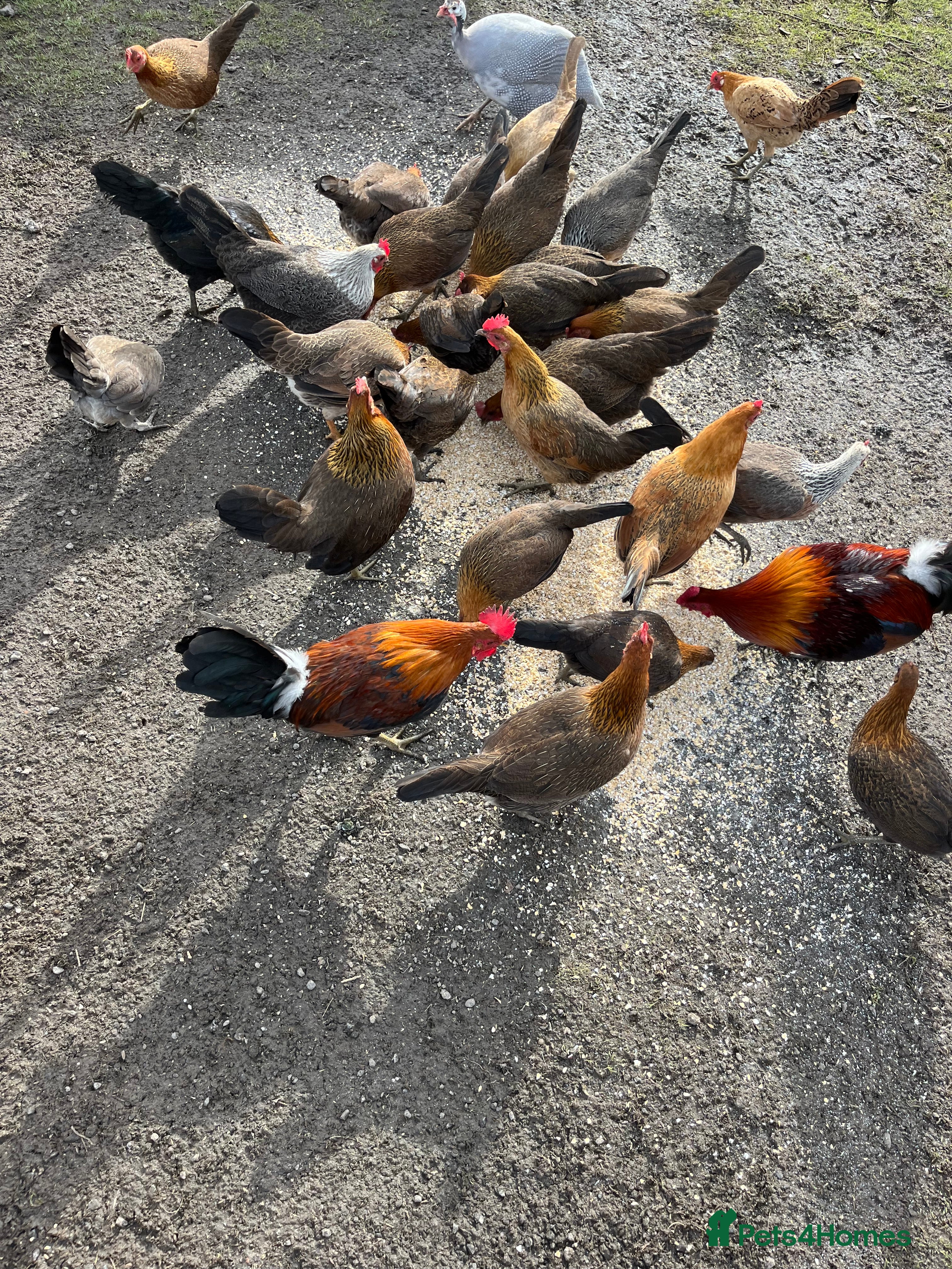 Chickens poultry mixed game birds  - Advert 2