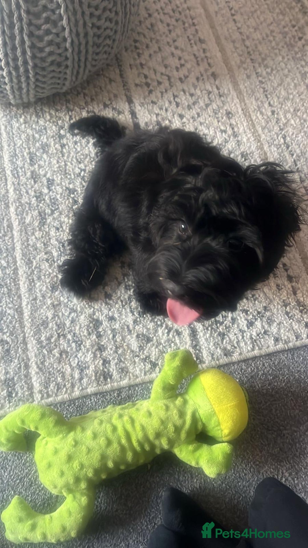Cockapoo dogs for sale: Friendly energetic cockapoo  - Image 2