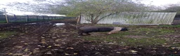 Pig livestock for sale: Saddleback pigs - Advert 4
