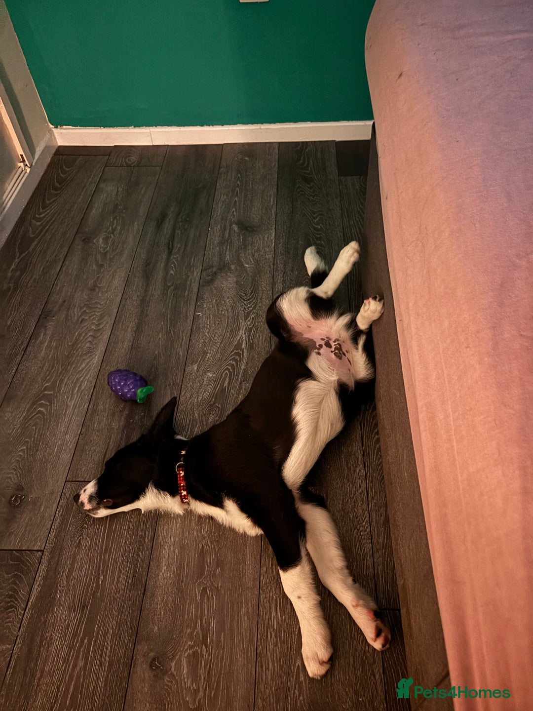 Border Collie dogs for sale: 5 month old male birder xollie - Image 2