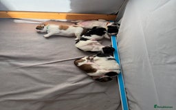 Mixed Breed dogs for sale: 6 beautiful Shih Tzu/Pomerianian puppies !  - Image 22