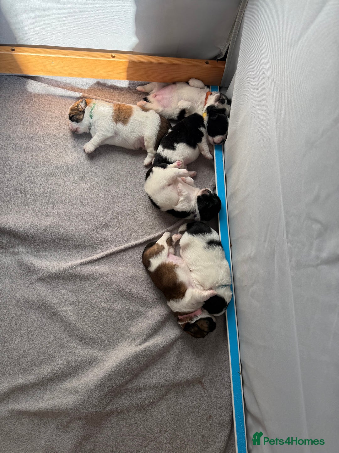 Mixed Breed dogs for sale: 6 beautiful Shih Tzu/Pomerianian puppies !  - Image 22