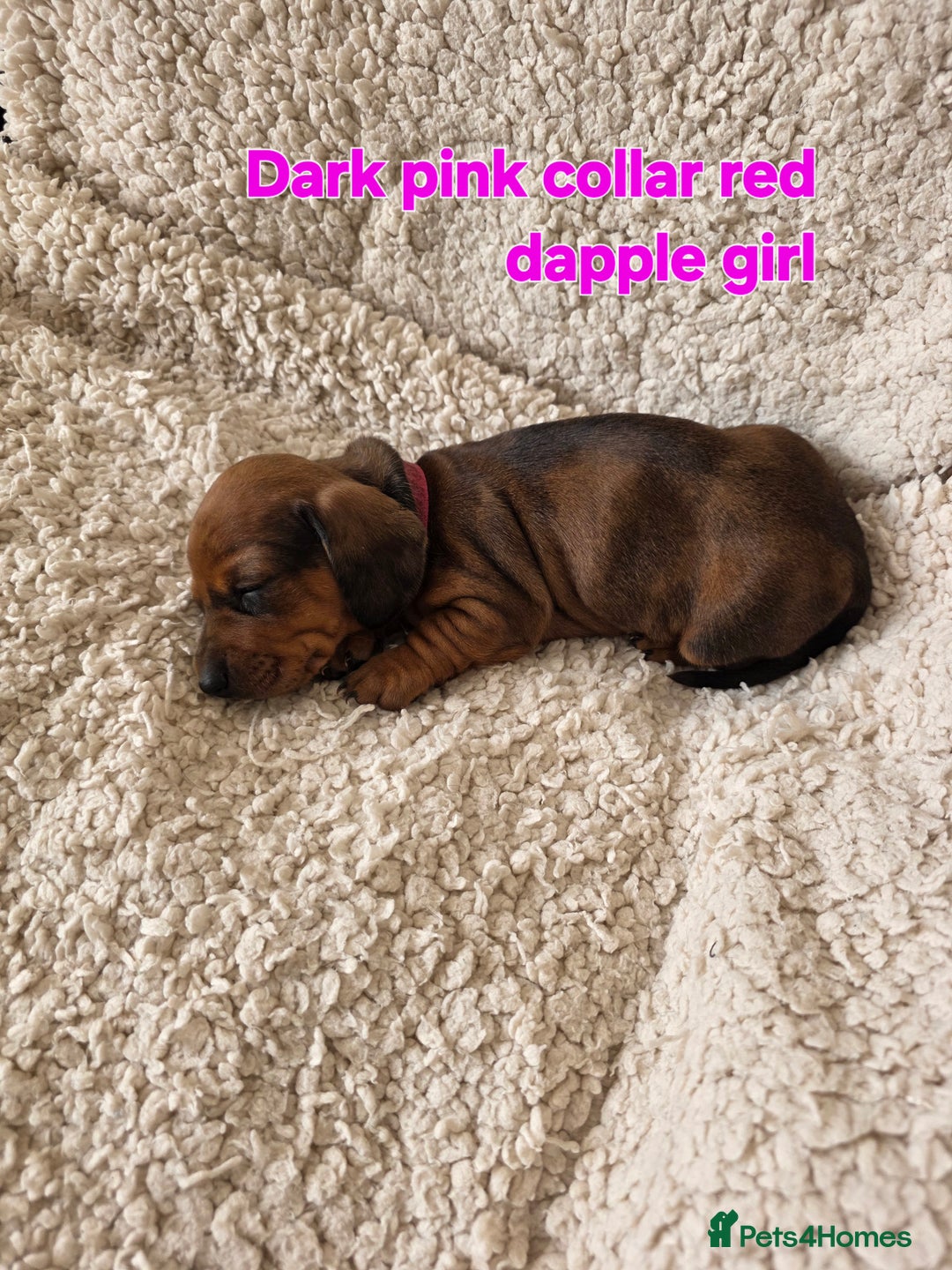 Miniature Dachshund dogs for sale: Beautiful short haired minature dauchshunds  - Advert 11