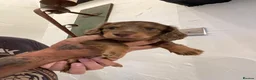 Dachshund dogs for sale: Miniature longhair dachshunds for sale - Advert 14