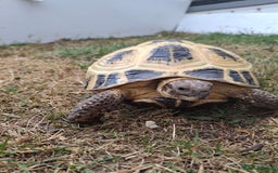 Tortoise reptiles for sale: Shelby - Image 3