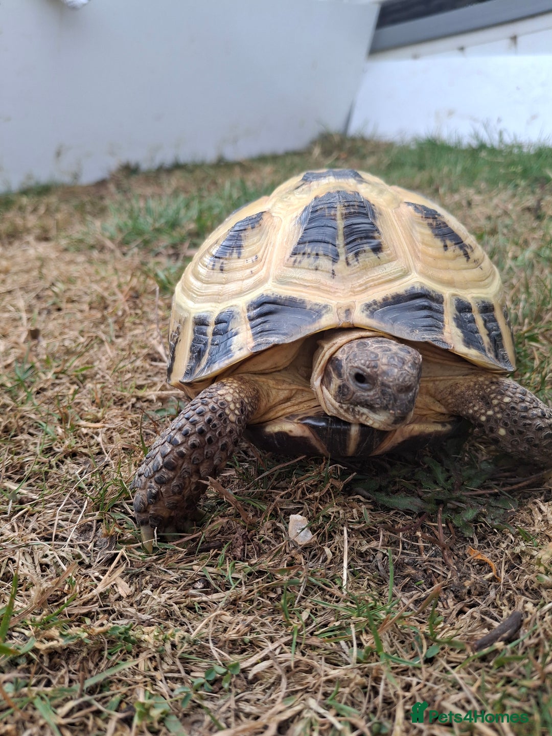 Tortoise reptiles for sale: Shelby - Image 3