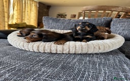 Dachshund dogs for sale: Miniature dachshund longhair puppies - Image 4