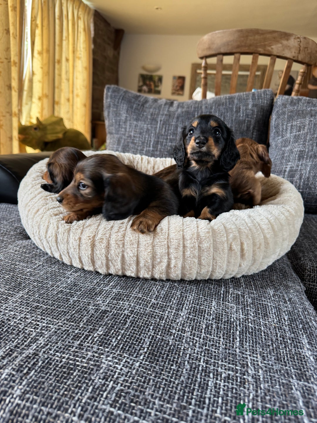 Dachshund dogs for sale: Miniature dachshund longhair puppies - Image 4