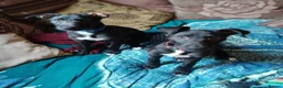 Lurcher dogs for sale: Bedlington grey x bull lurcher pup - Advert 8