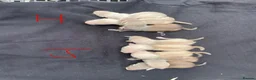 Ferret rodents for sale: Polecat x silver half angora ferrets - Advert 4