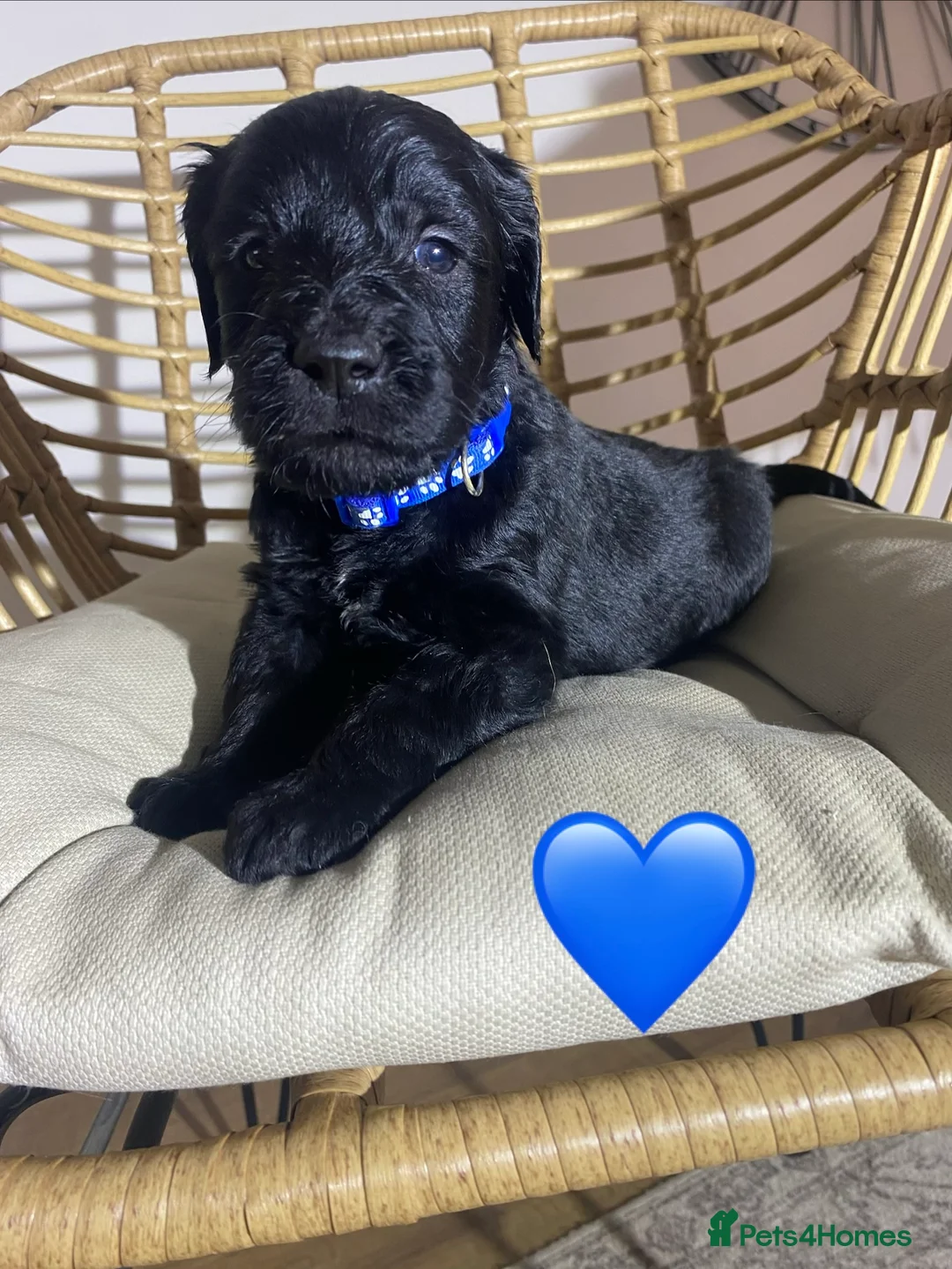 Goldendoodle dogs for sale: F1 Goldendoodles 🖤💛 - Advert 34