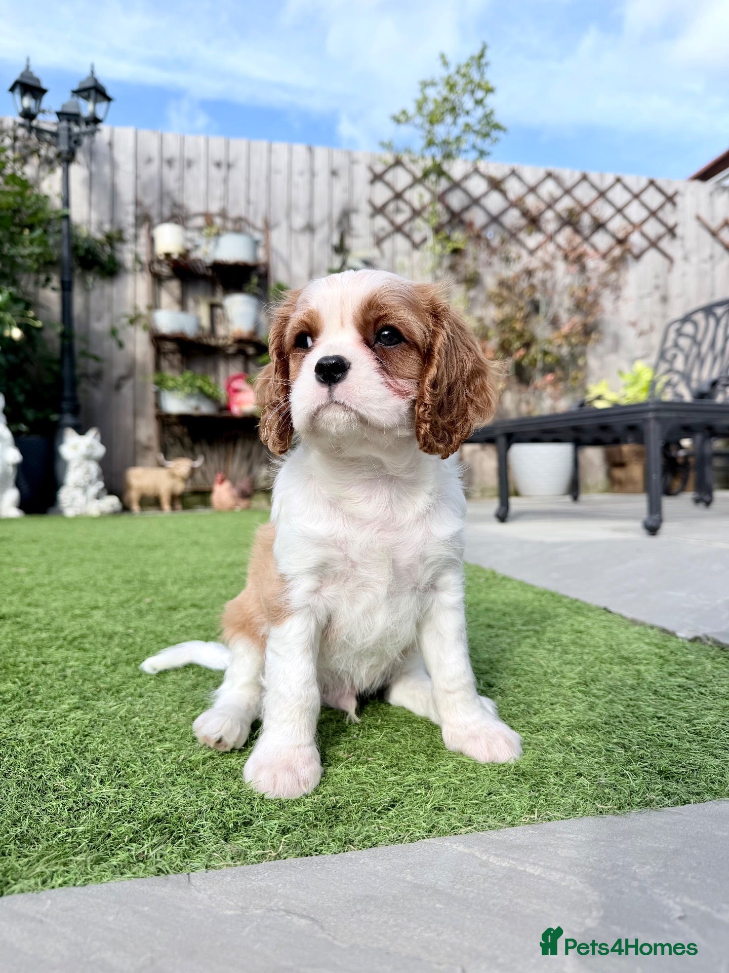 Cavalier King Charles Spaniel dogs Ready now, KC Cavalier King Charles Spaniel MALE.  - Advert 1