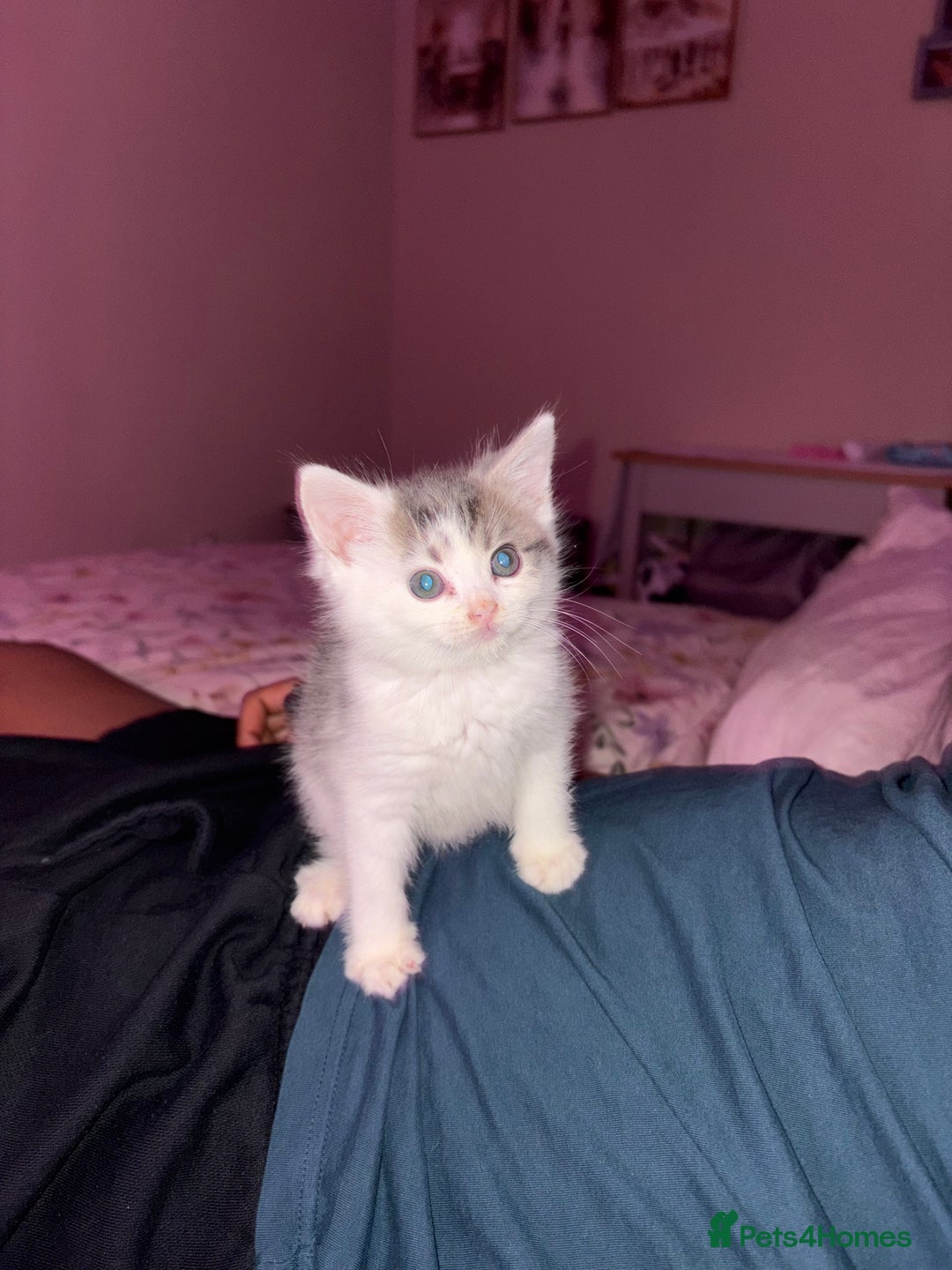 British Longhair cats for sale: Two beautiful British longhair mix kittens  - Advert 4