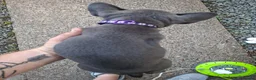 French Bulldog dogs for sale: 4 beautiful frenchie pups - Advert 11