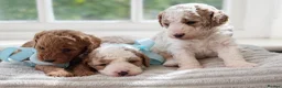 Cavapoo dogs for sale: Health tested Cavapoo puppies.  - Advert 12