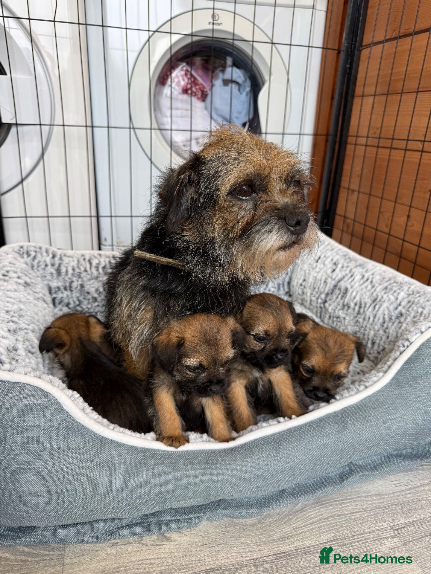 Border Terrier dogs Stunning Border Terrier Pups - Advert 2