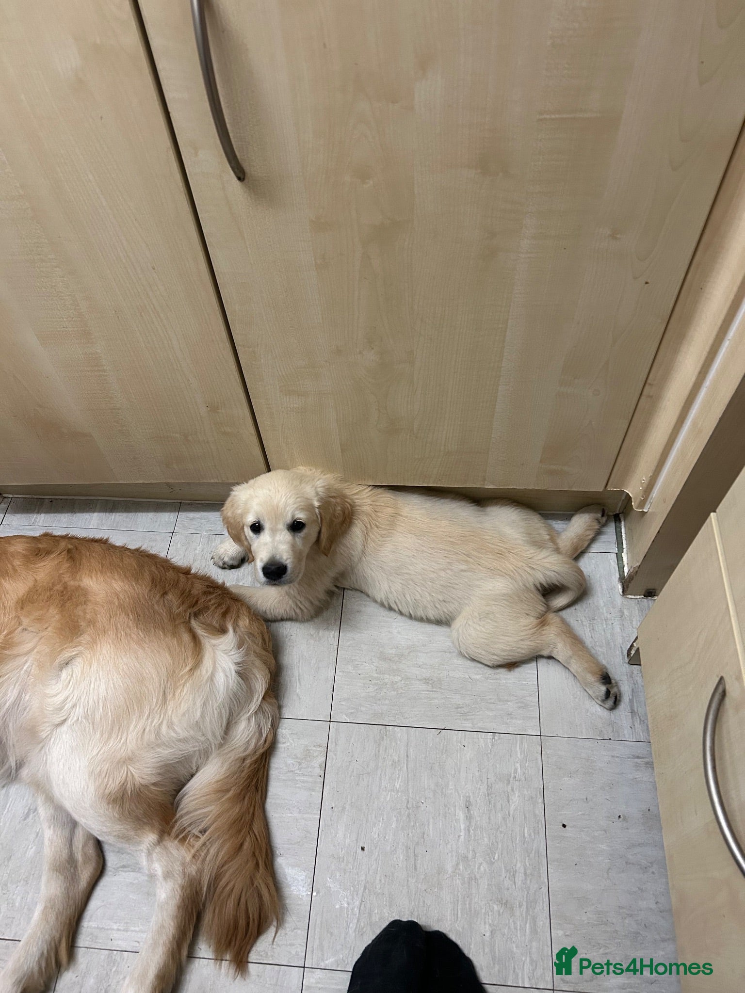 Golden Retriever dogs KC Golden retriever puppies ready now..  - Advert 1