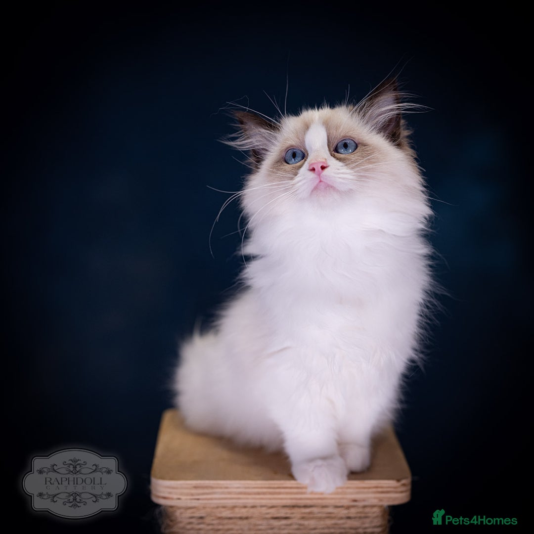 Ragdoll cats for sale: Ragdoll Bicolor Kitten Girl LSCB TICA - Advert 2