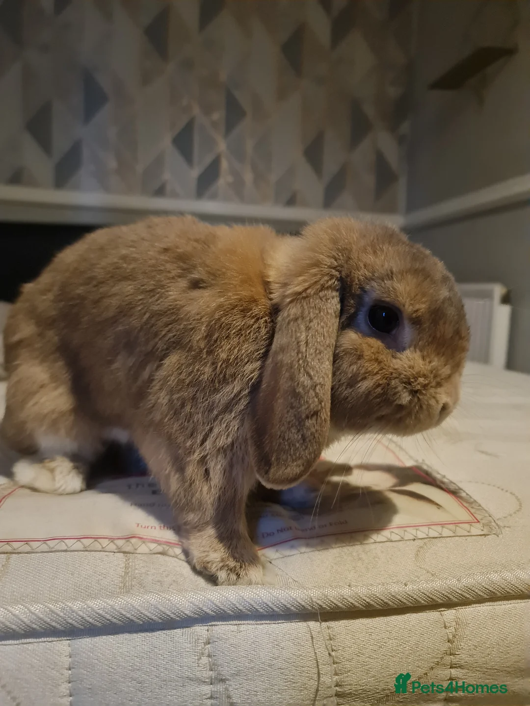 Mini Lop rabbits for sale: Very friendly brown boy pure bread mini lop - Advert 2