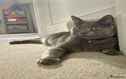 Russian Blue cats for sale: 2 Yr Male Russian Blue fo sale - Image 1