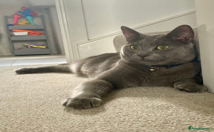 Russian Blue cats - Advert 6