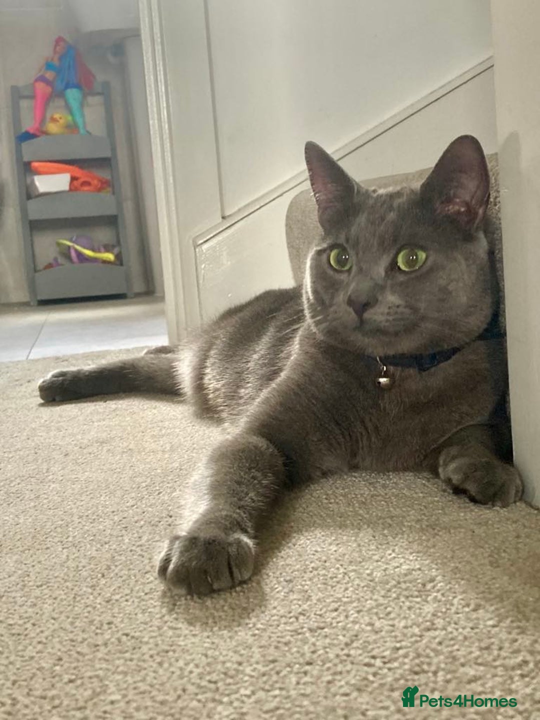Russian Blue cats for sale: 2 Yr Male Russian Blue fo sale - Image 1