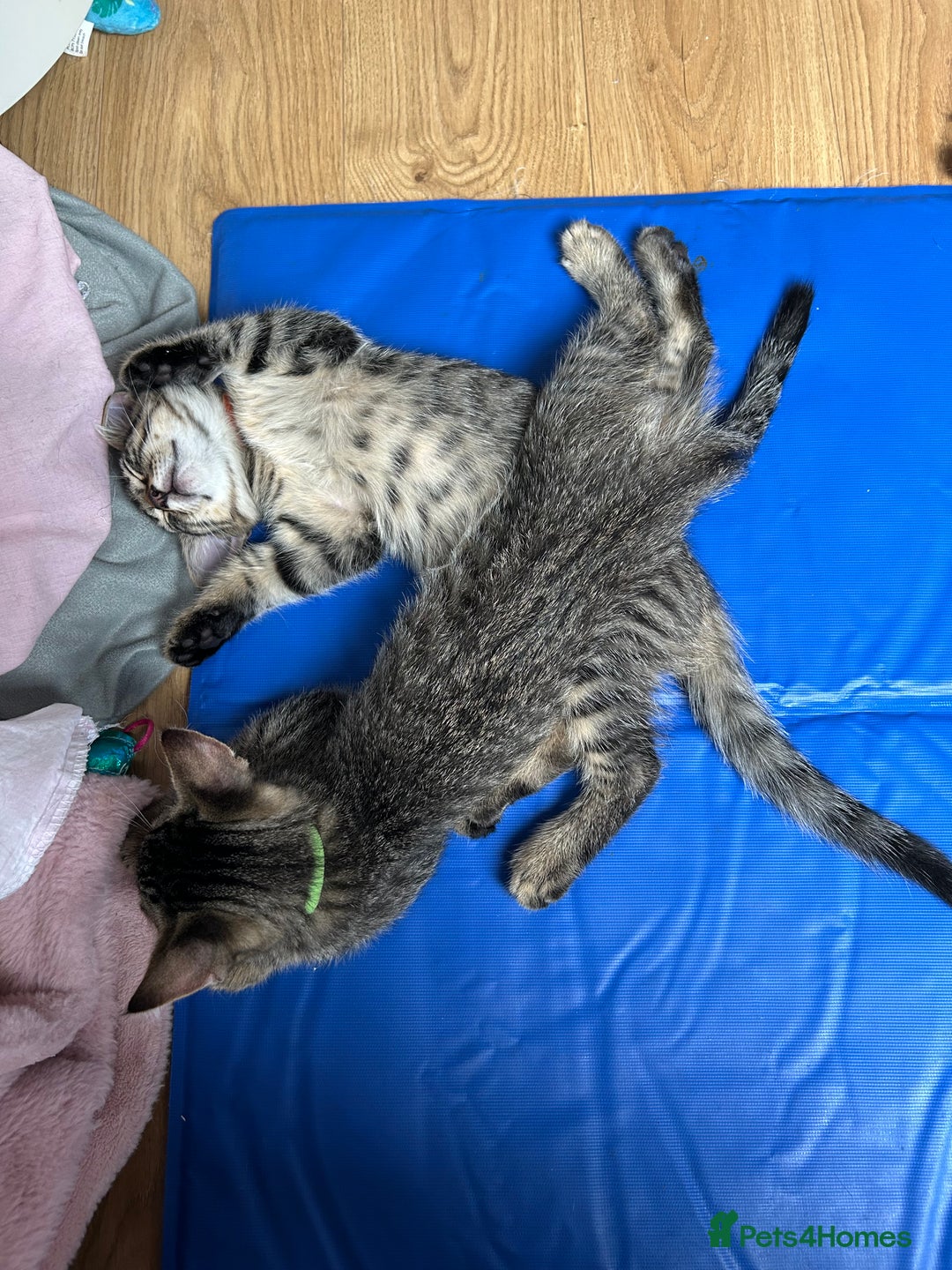 Domestic Shorthair cats for sale: Kittens - Image 19