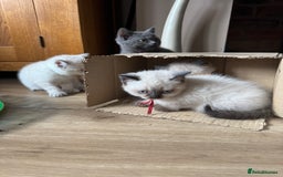 British Shorthair cats for sale:  British shorthair colourpoint pedigree kittens  - Image 13