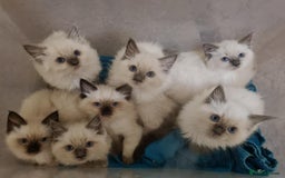 Ragdoll cats for stud: Ragdoll Stud Lilac Colour GCCF Active. in Sheffield - Image 6