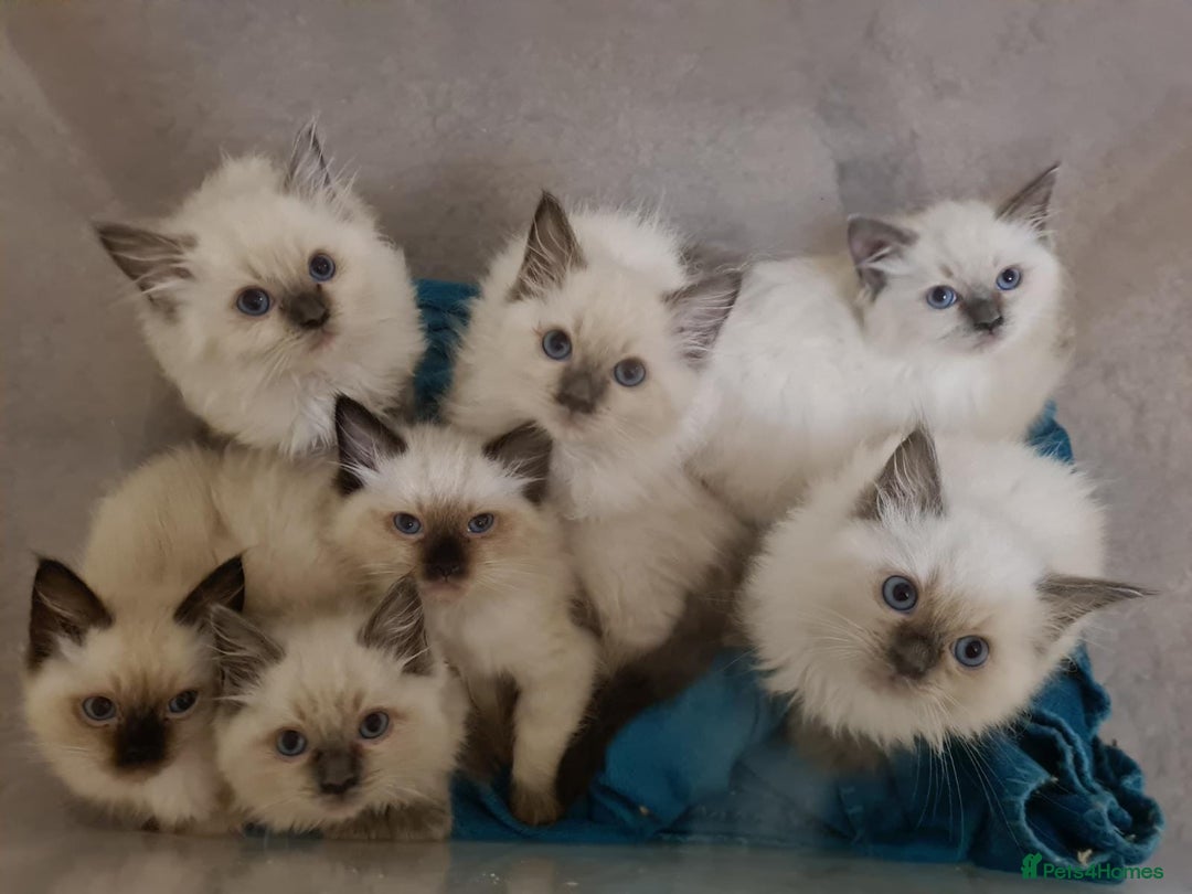 Ragdoll cats for stud: Ragdoll Stud Lilac Colour GCCF Active. in Sheffield - Image 6