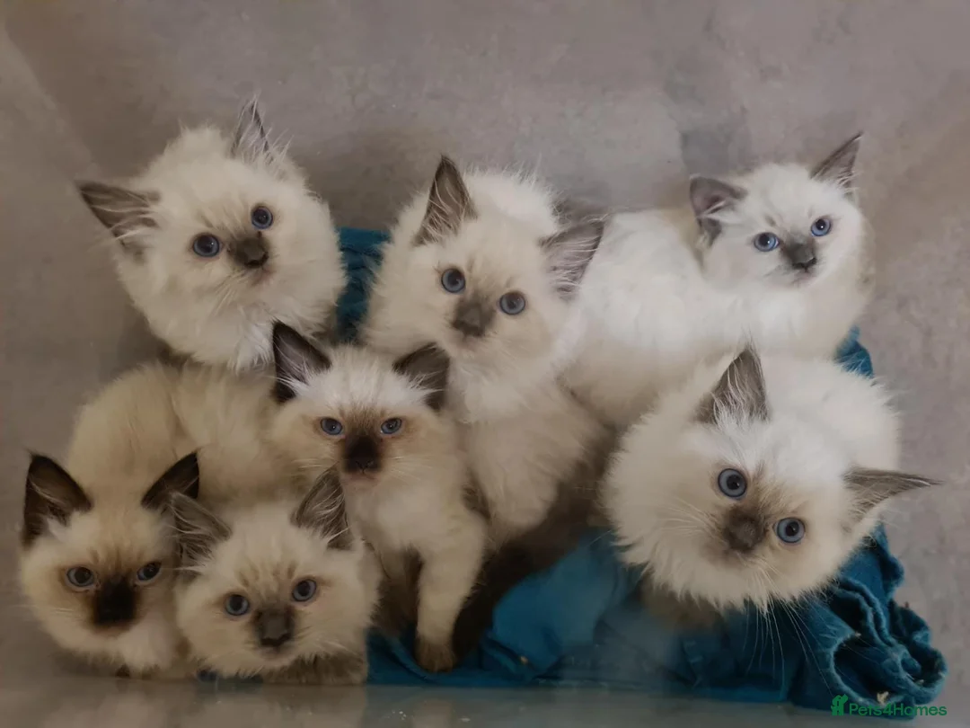 Ragdoll cats for stud: Ragdoll Stud Lilac Colour GCCF Active in Sheffield - Advert 6