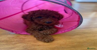 Toy Poodle dogs - Advert 13