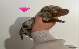 Miniature Dachshund dogs for sale: Miniature dachshund puppy’s  - Image 7