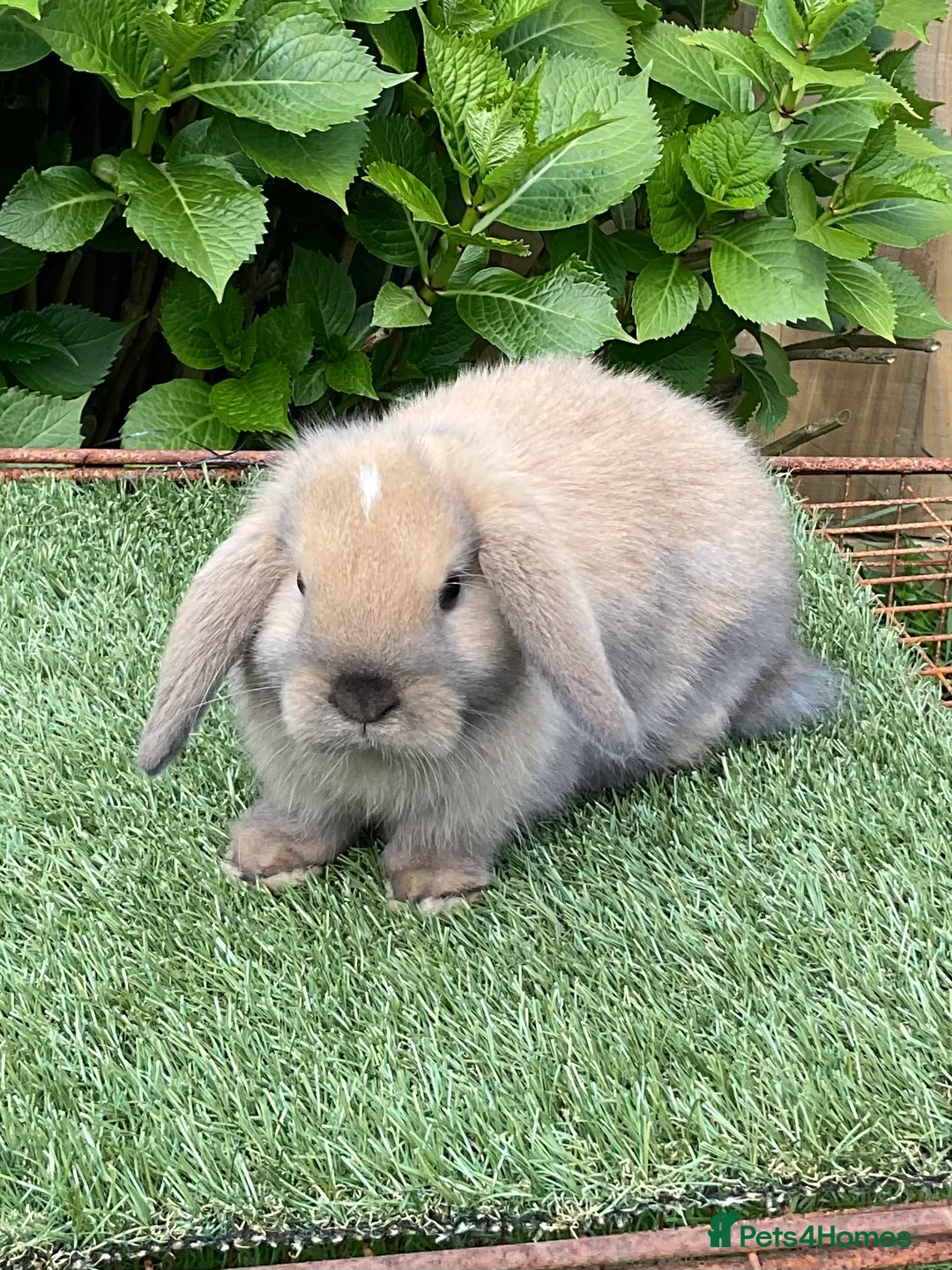 Mini Lop rabbits for sale: Pure bred mini lops baby Rabbits.all girls  - Advert 8