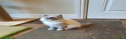 Ragdoll cats for sale: 💖Very Beautiful GCCF Registered Ragdoll Kittens. - Advert 38