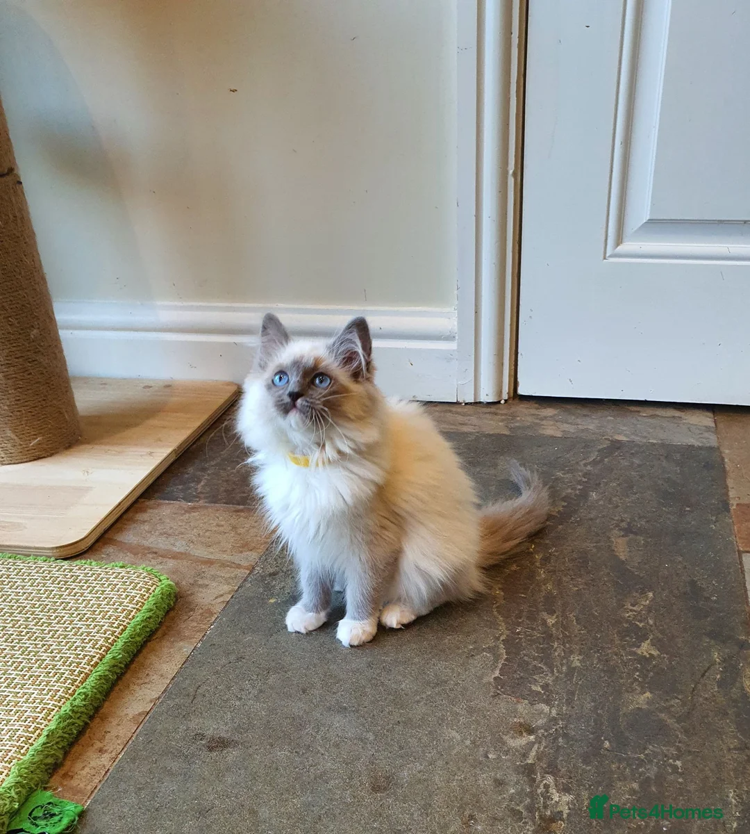 Ragdoll cats for sale: 💖Very Beautiful GCCF Registered Ragdoll Kittens. - Advert 40