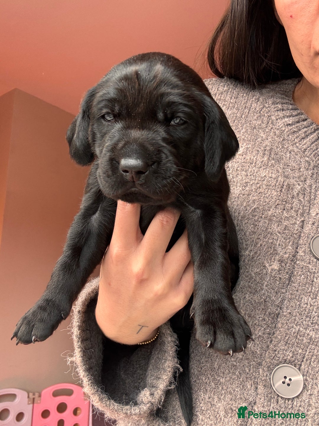 Labrador Retriever dogs for sale: Beautiful KC Labs / DRAKESHEAD - 1 BOY LEFT! - Advert 22