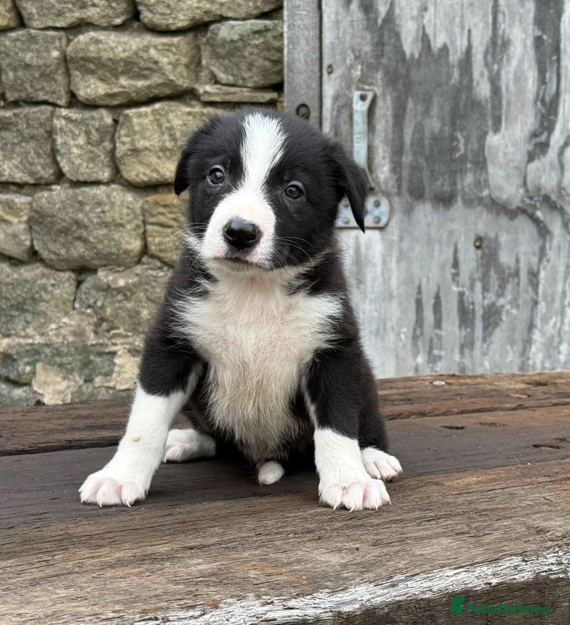 Border Collie dogs ISDS registered pups from amazing lines - Advert 1