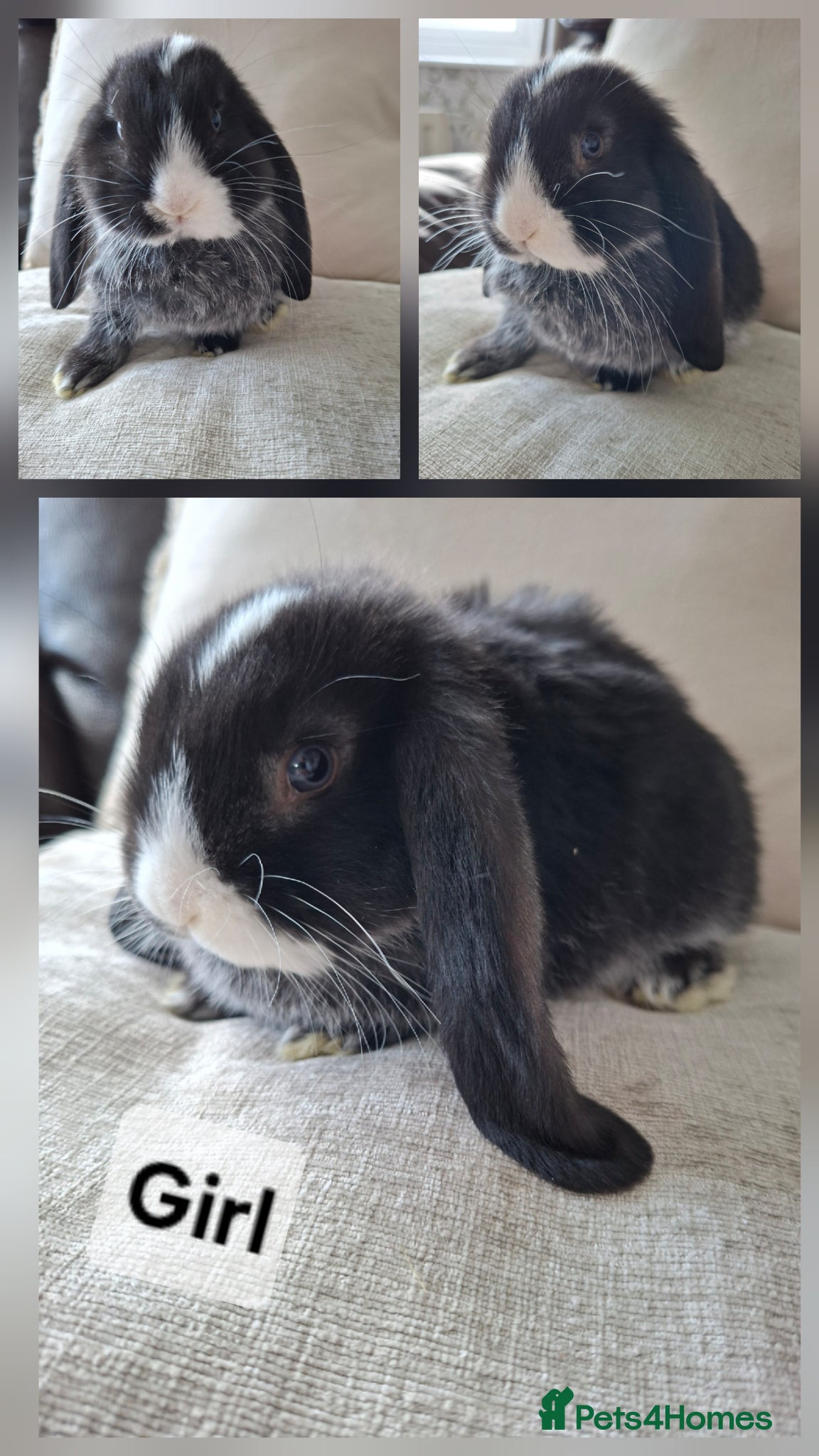 French Lop rabbits Pure bred French Lops - Advert 2