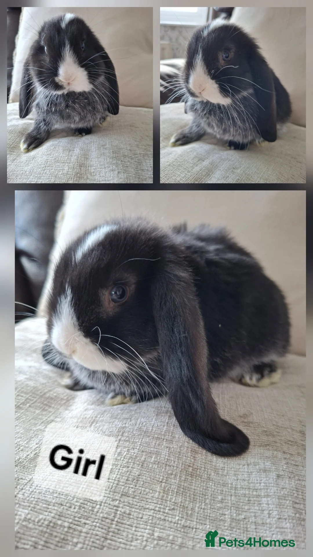 French Lop rabbits for sale: Pure bred French Lops - Advert 2