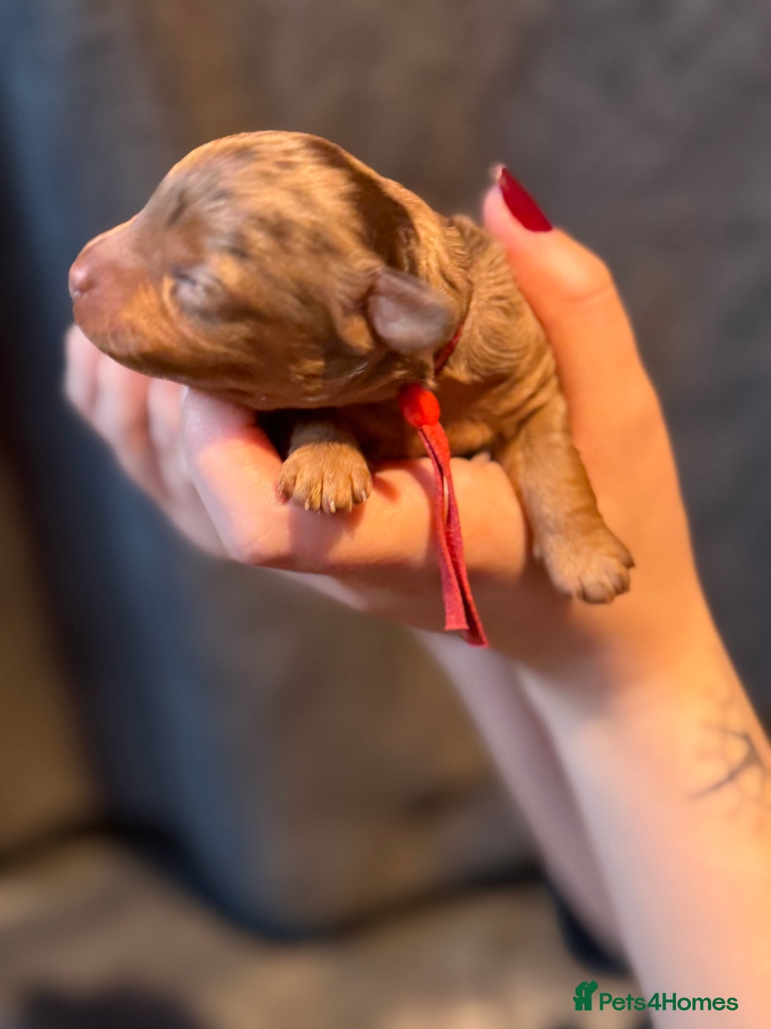 Cavapoo dogs for sale: F1b Health tested Phantom chocolate Merle Cavapoo - Advert 23