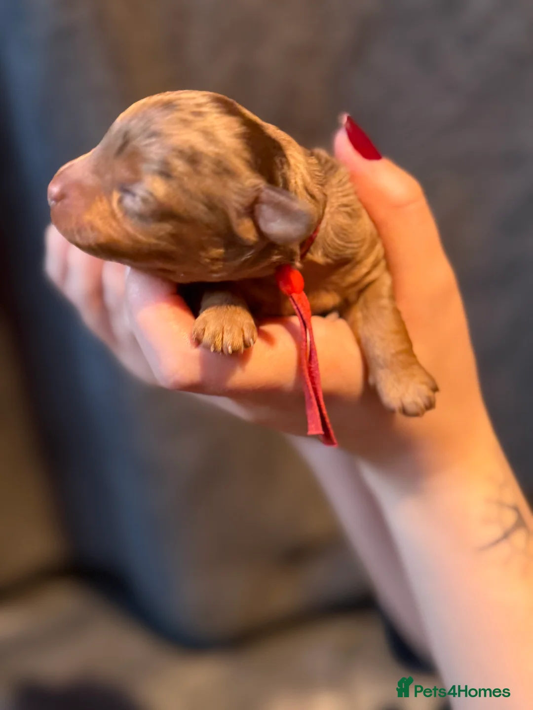 Cavapoo dogs for sale: F1b Health tested Phantom chocolate Merle Cavapoo - Advert 27