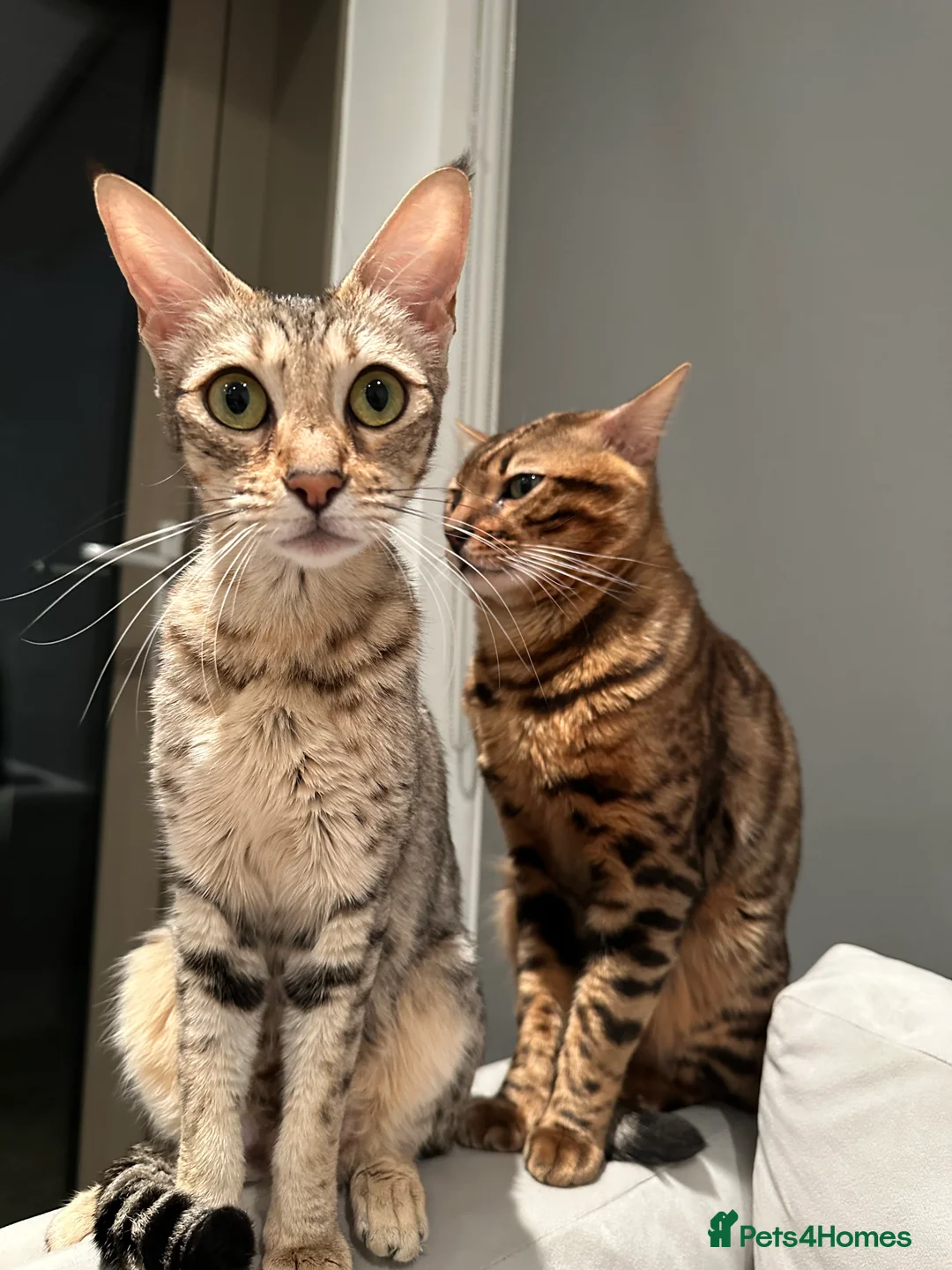 Savannah cats for sale: Savannah X Bengal sepia kittens  - Advert 17